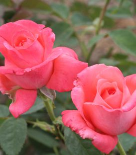 Rosier Buisson Super Star®