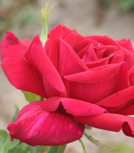 Rosier Grimpant Ena Harkness