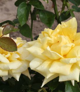 Rosier Grimpant Landora®