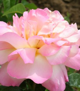 Rosier Grimpant Mme à Meilland