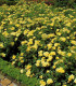 Rosier Decorosier Suneva®