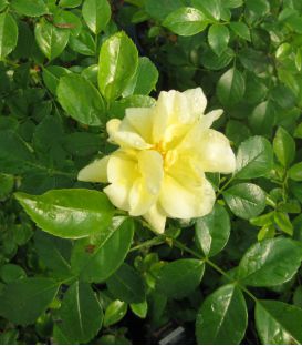 Rosier Decorosier Suneva®