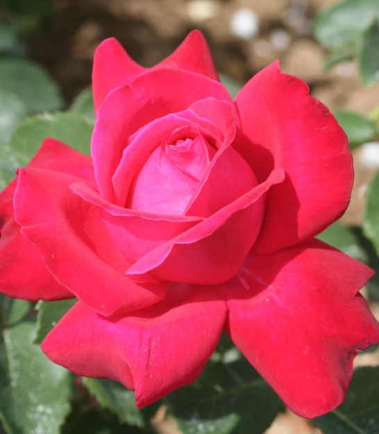 Rosier sur tige Dame de Coeur