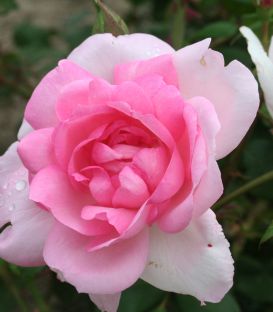 Rosier Buisson Astrée