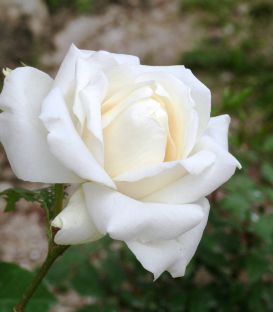 Rosier Buisson Virgo