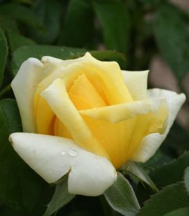 Rosier Buisson Landora®