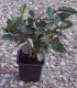 Elaeagnus Ebbingei