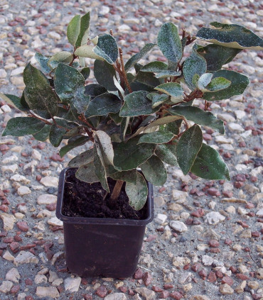Elaeagnus Ebbingei