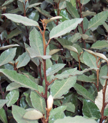 Elaeagnus Ebbingei
