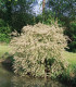 Elaeagnus Umbellata