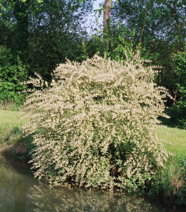 Elaeagnus Umbellata