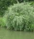 Elaeagnus Umbellata