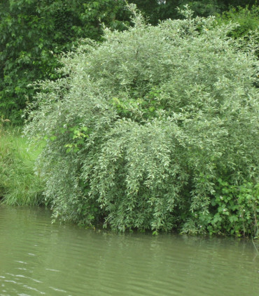 Elaeagnus Umbellata