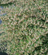 Elaeagnus Umbellata