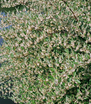 Elaeagnus Umbellata