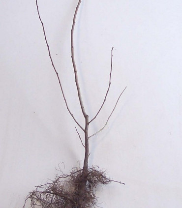 Elaeagnus Umbellata