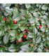 COTONEASTER dammeri Major