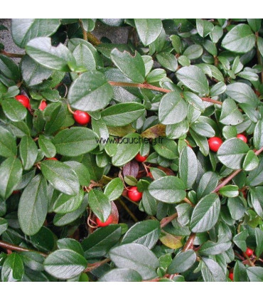 COTONEASTER dammeri Major