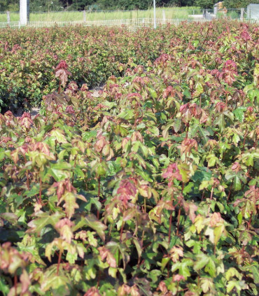 Acer Campestre Origine Forestiere / Erable Champetre