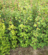 Acer Campestre Origine Forestiere / Erable Champetre