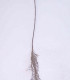 Acer Campestre Origine Forestiere / Erable Champetre