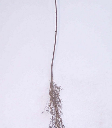 Acer Campestre Origine Forestiere / Erable Champetre