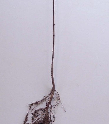 Acer Monspessulanum / Erable de Montpellier