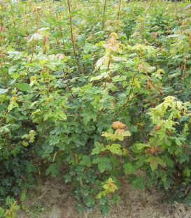 Acer Monspessulanum / Erable de Montpellier
