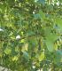 Acer Monspessulanum / Erable de Montpellier