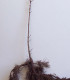 Acer Platanoides Origine Forestiere / Erable Plane