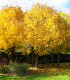 Acer Platanoides Origine Forestiere / Erable Plane