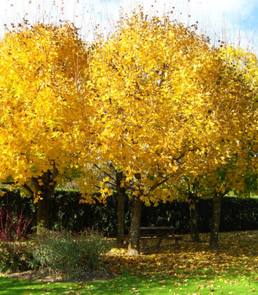 Acer Platanoides Origine Forestiere / Erable Plane