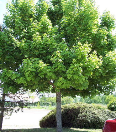 Acer Platanoides Origine Forestiere / Erable Plane