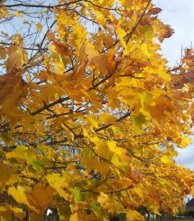 Acer Platanoides Origine Forestiere / Erable Plane