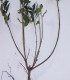 Forsythia