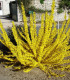 Forsythia