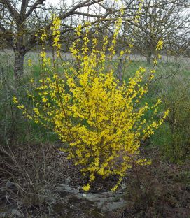 Forsythia