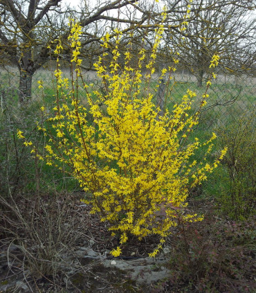 Forsythia