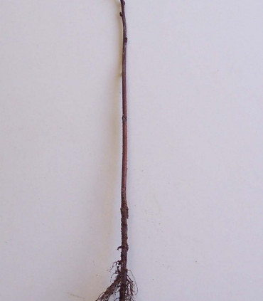 Rubus Idaeus / Framboisier