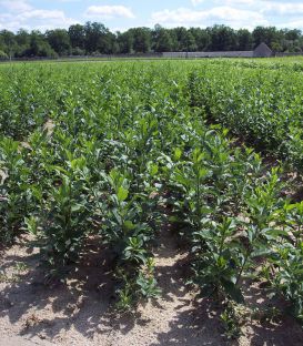 Euonymus Europaeus / Fusain D'Europe