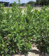 Euonymus Europaeus / Fusain D'Europe