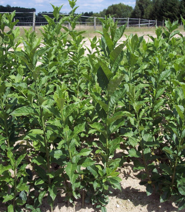 Euonymus Europaeus / Fusain D'Europe