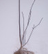 Euonymus Europaeus / Fusain D'Europe