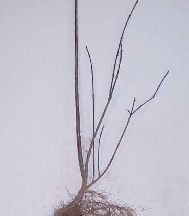 Euonymus Europaeus / Fusain D'Europe