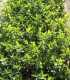 Euonymus Europaeus / Fusain D'Europe