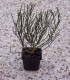 Cytisus Scoparius / Genet à Balai