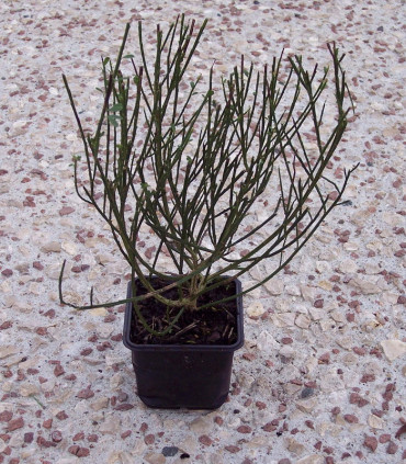 Cytisus Scoparius / Genet à Balai