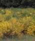 Cytisus Scoparius / Genet à Balai
