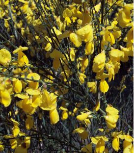 Cytisus Scoparius / Genet à Balai