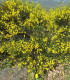 Cytisus Scoparius / Genet à Balai
